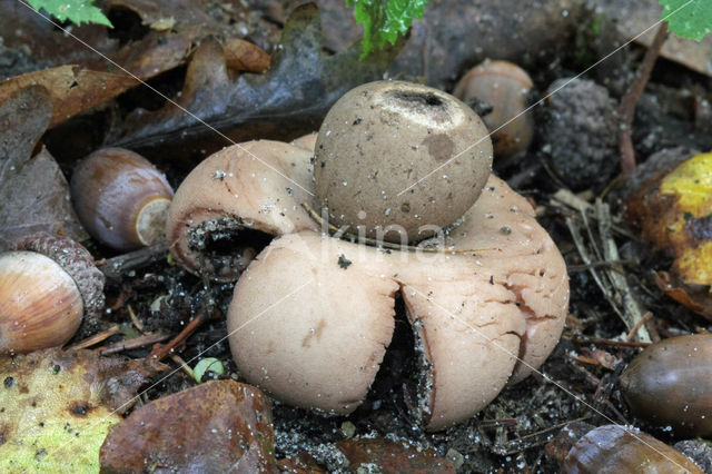 Aardster (Geastrum spec.)