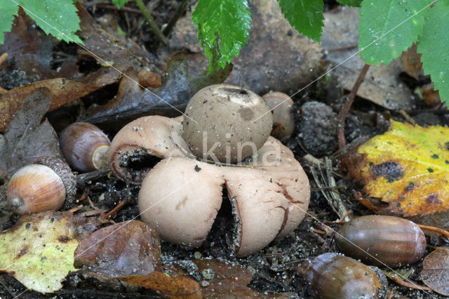 Aardster (Geastrum spec.)