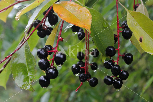 Amerikaanse vogelkers (Prunus serotina)