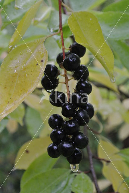 Amerikaanse vogelkers (Prunus serotina)