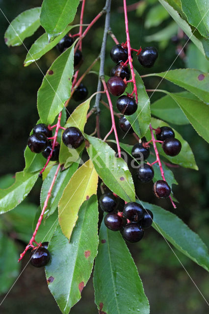 Amerikaanse vogelkers (Prunus serotina)