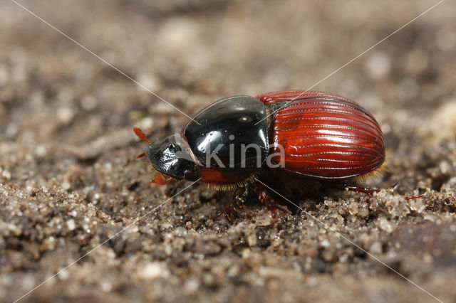 Aphodius foetens