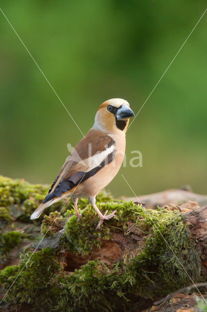 Appelvink (Coccothraustes coccothraustes)