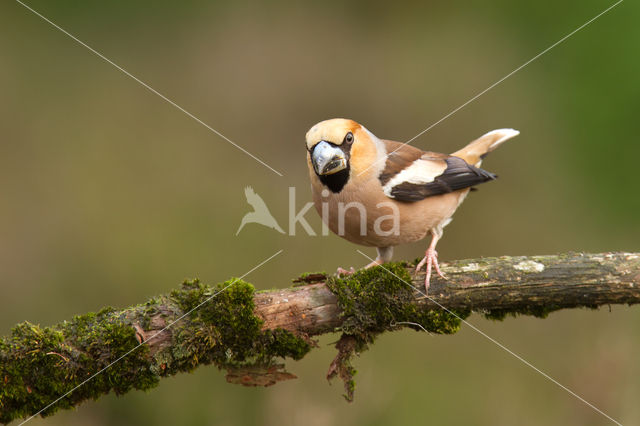 Appelvink (Coccothraustes coccothraustes)