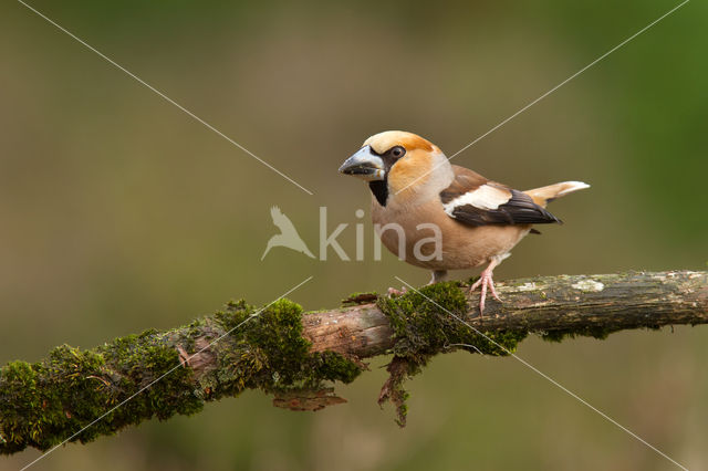 Appelvink (Coccothraustes coccothraustes)