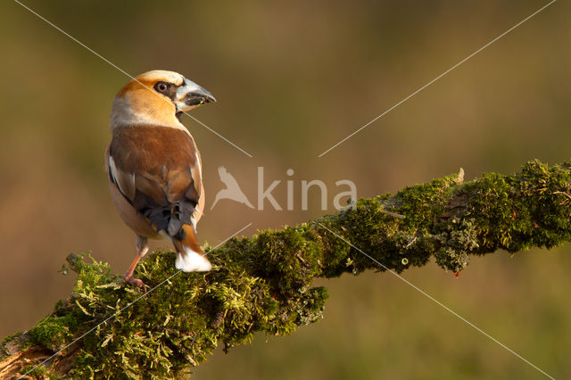 Appelvink (Coccothraustes coccothraustes)