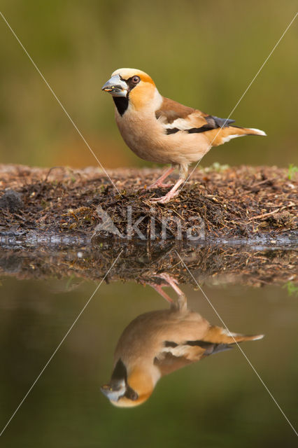 Appelvink (Coccothraustes coccothraustes)