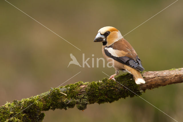 Appelvink (Coccothraustes coccothraustes)