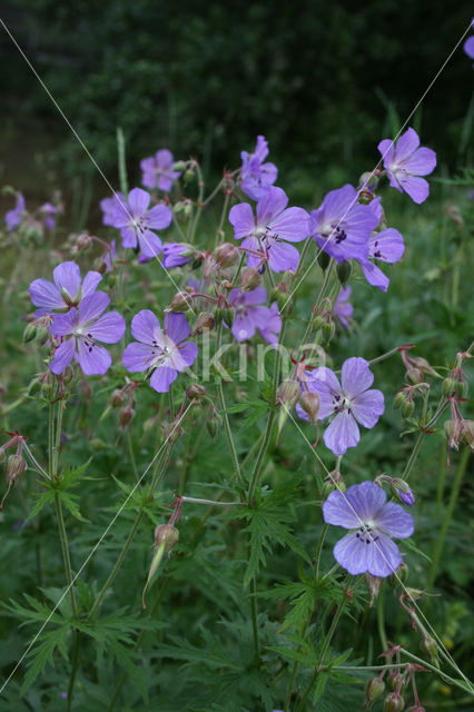 Beemdooievaarsbek (Geranium pratense)