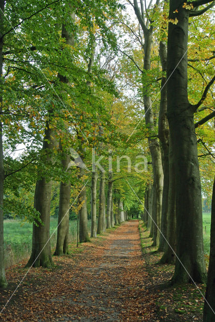 Beuk (Fagus sylvatica)