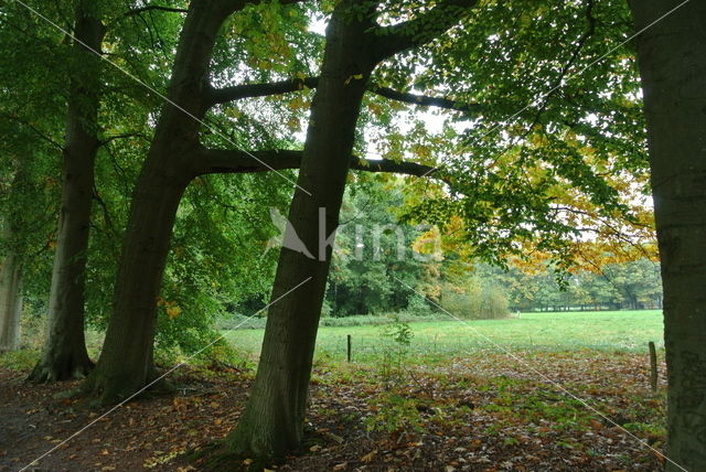 Beuk (Fagus sylvatica)