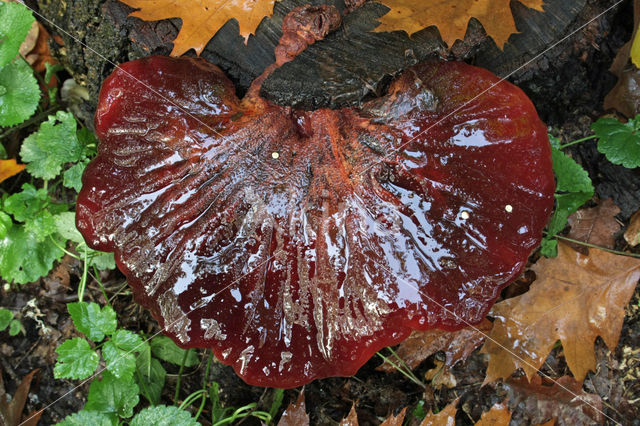 Biefstukzwam (Fistulina hepatica)