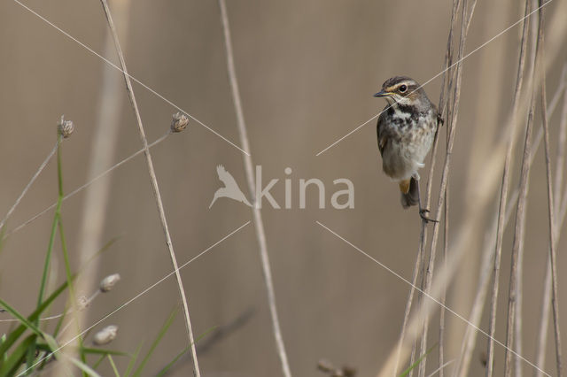 Blauwborst (Luscinia svecica)