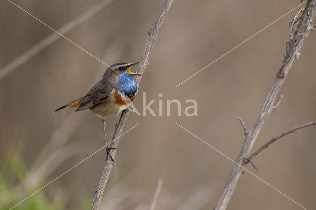 Bluethroat (Luscinia svecica)