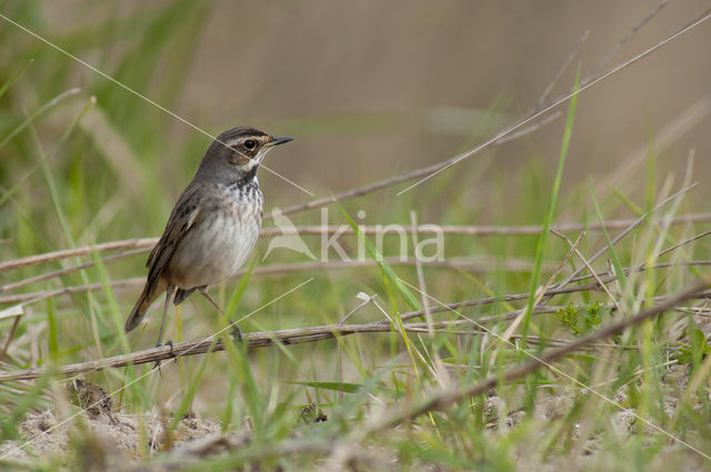 Blauwborst (Luscinia svecica)