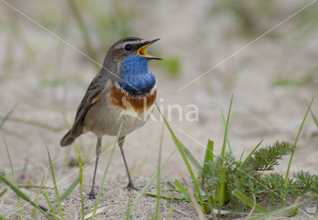 Blauwborst (Luscinia svecica)