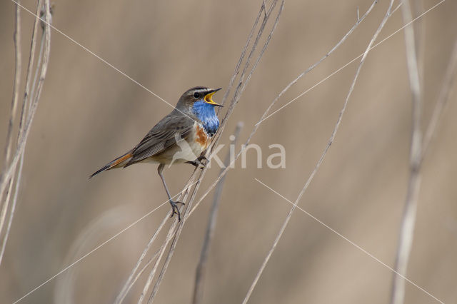 Blauwborst (Luscinia svecica)