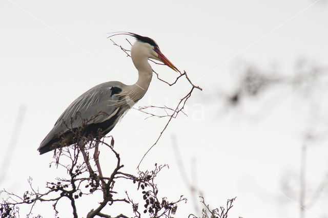 Blauwe Reiger (Ardea cinerea)