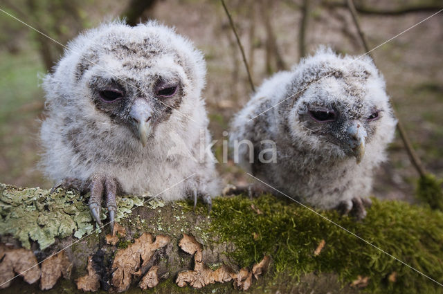 Bosuil (Strix aluco)