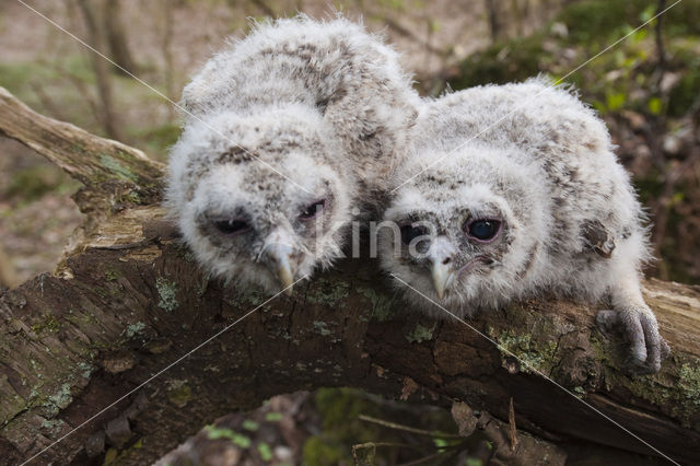 Tawny Owl (Strix aluco)