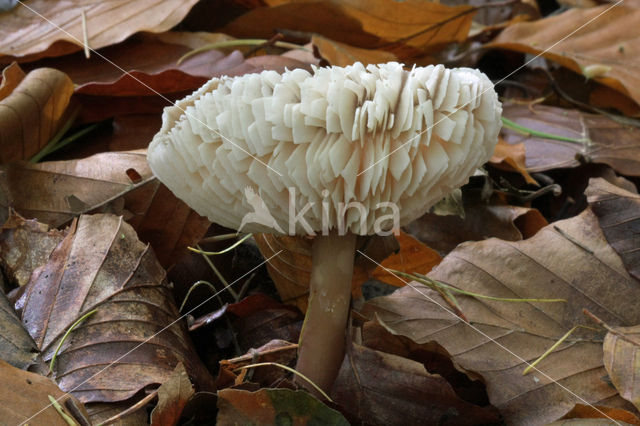 Botercollybia (Collybia butyracea)