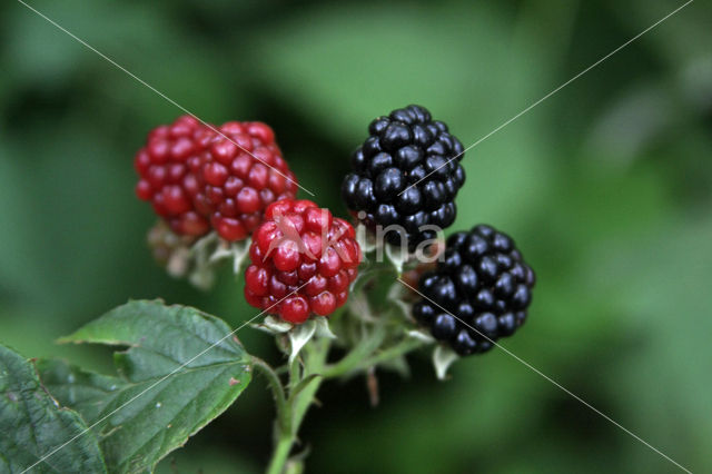 Braam (Rubus spec)