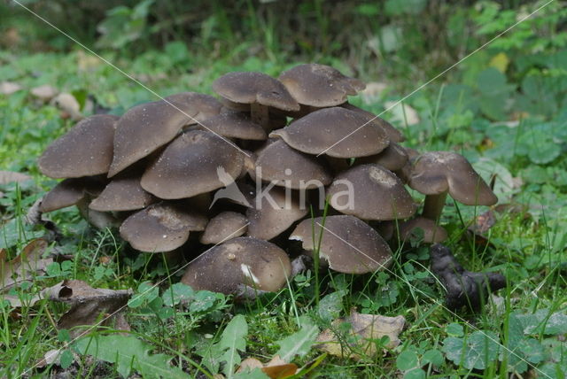 Bruine bundelridderzwam (Lyophyllum decastes)