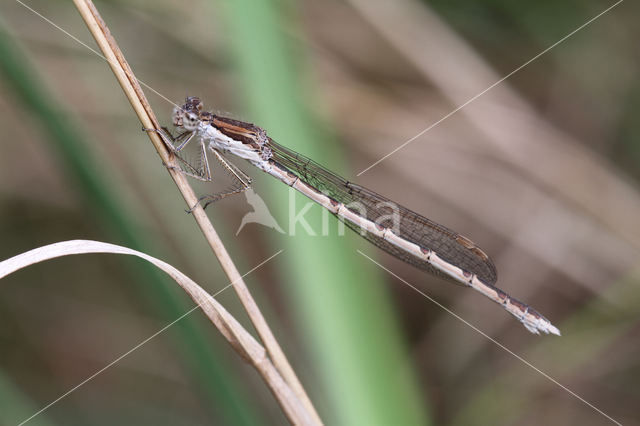 Bruine winterjuffer (Sympecma fusca)