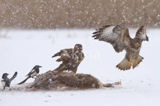 Buizerd (Buteo buteo)