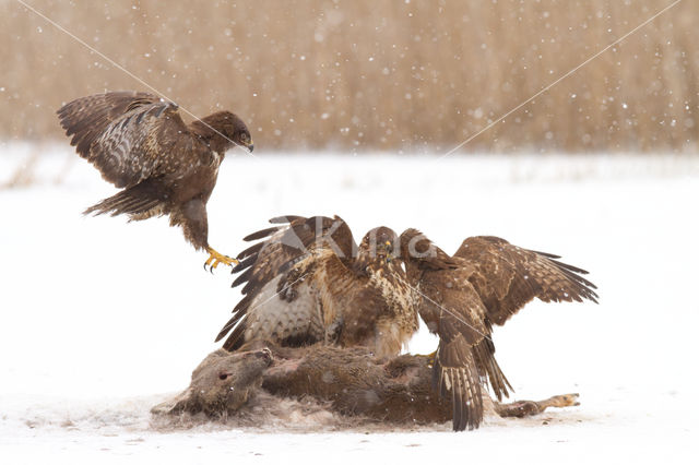 Buizerd (Buteo buteo)