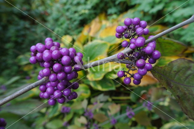 Callicarpa tomentosa