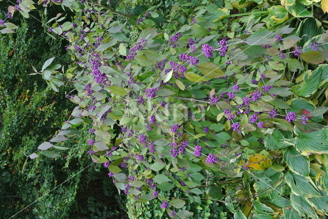 Callicarpa tomentosa