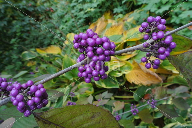 Callicarpa tomentosa