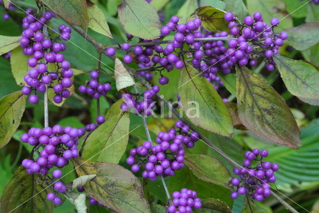 Callicarpa tomentosa