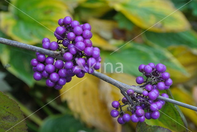 Callicarpa tomentosa