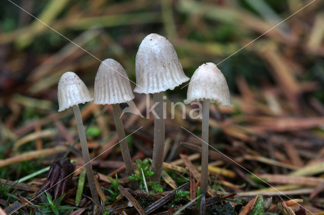 Chloormycena (Mycena alcalina sl