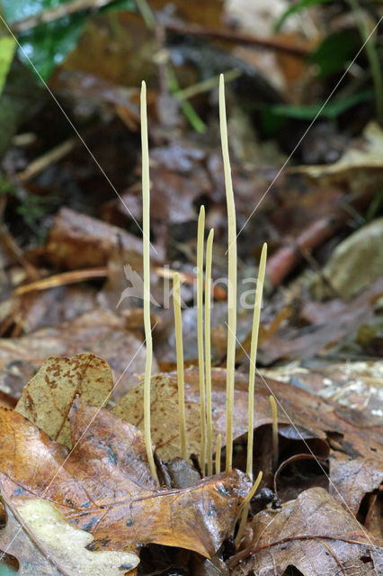 Draadknotszwam (Macrotyphula juncea)