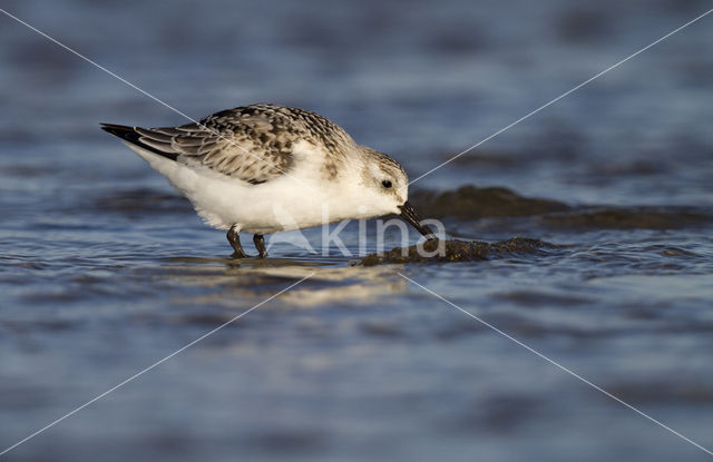 Drieteenstrandloper (Calidris alba)