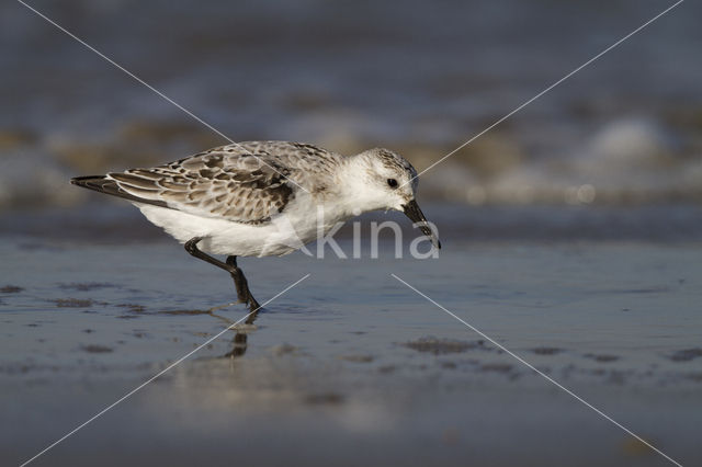 Drieteenstrandloper (Calidris alba)