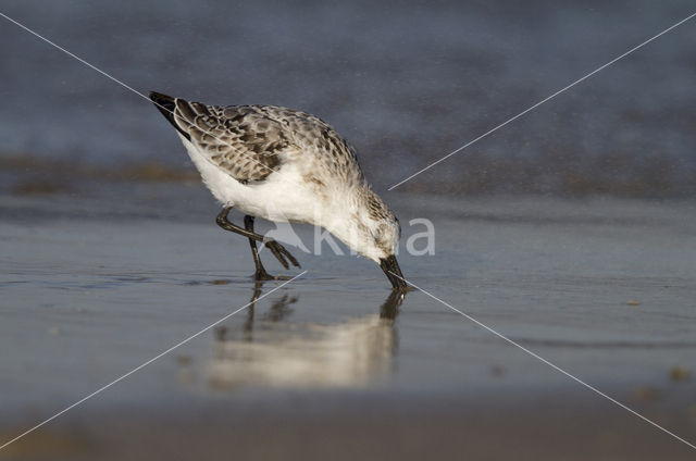 Drieteenstrandloper (Calidris alba)