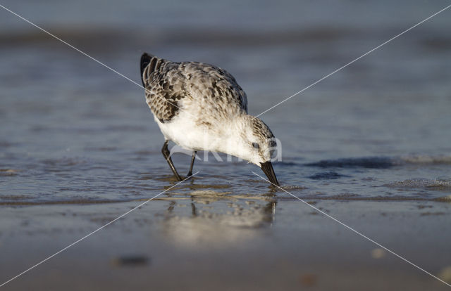 Drieteenstrandloper (Calidris alba)