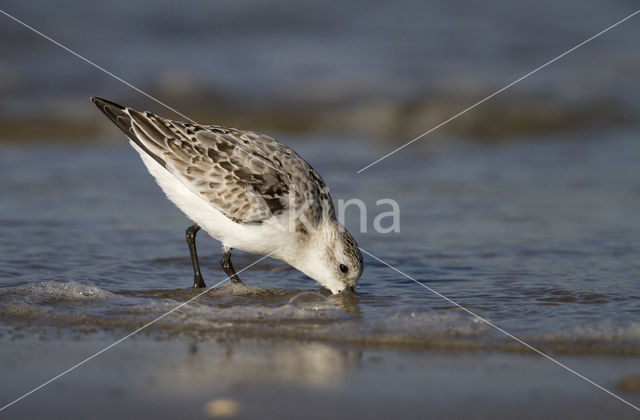 Drieteenstrandloper (Calidris alba)