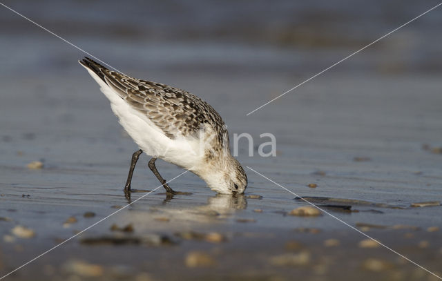 Drieteenstrandloper (Calidris alba)