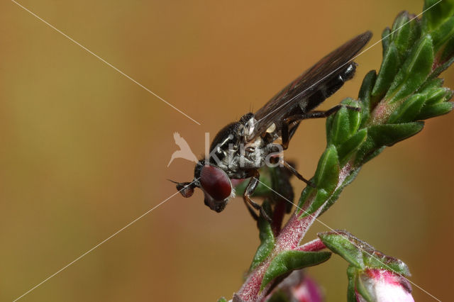 Duinheidedwergje (Chamaesyrphus lusitanicus)