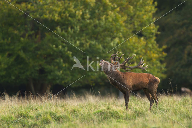 Edelhert (Cervus elaphus)