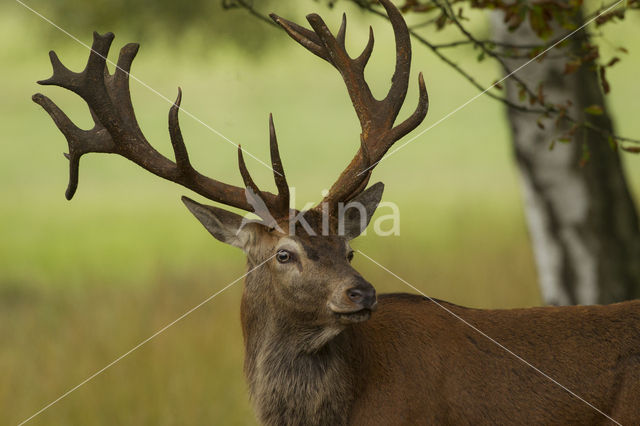 Edelhert (Cervus elaphus)