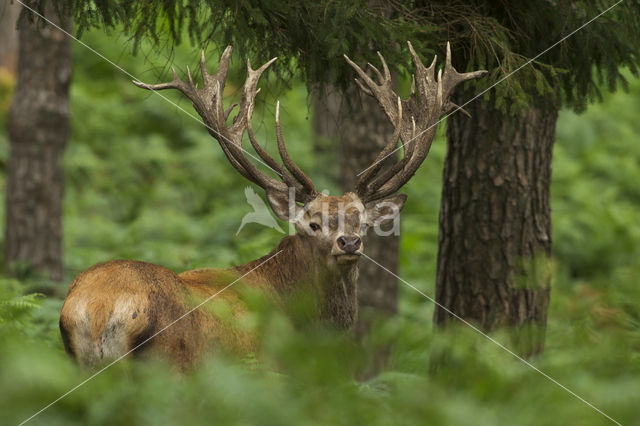 Edelhert (Cervus elaphus)