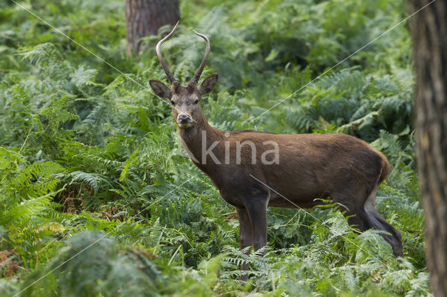 Edelhert (Cervus elaphus)