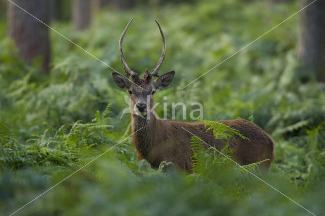 Edelhert (Cervus elaphus)