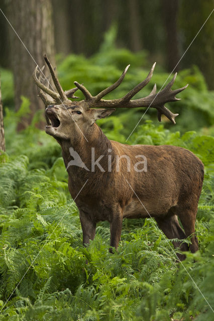 Edelhert (Cervus elaphus)